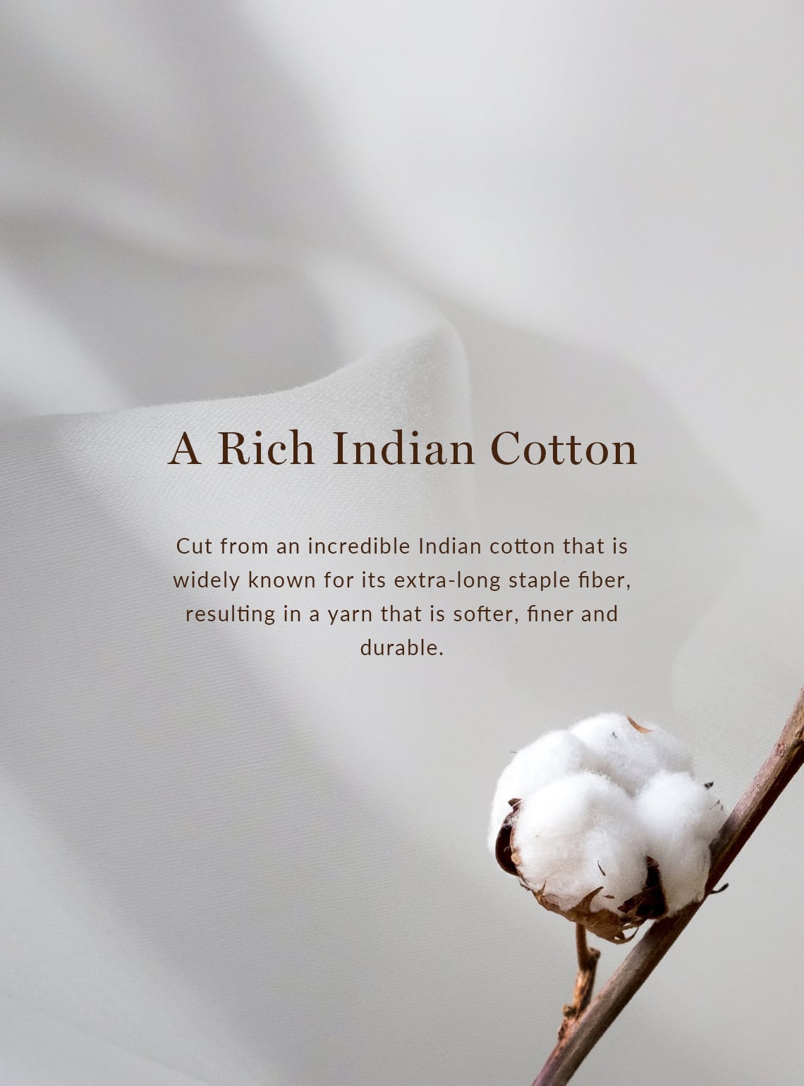 Deep Walnut Cotton Trouser